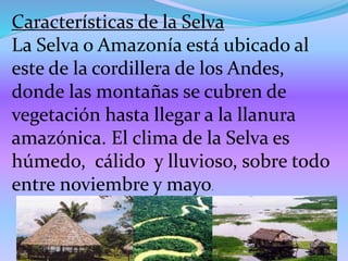 Características de la Selva
La Selva o Amazonía está ubicado al
este de la cordillera de los Andes,
donde las montañas se cubren de
vegetación hasta llegar a la llanura
amazónica. El clima de la Selva es
húmedo, cálido y lluvioso, sobre todo
entre noviembre y mayo.
 