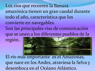 Los ríos que recorren la llanura
amazónica tienen un gran caudal durante
todo el año, característica que los
convierte en navegables.
Son las principales vías de comunicación
que se unen a los diferentes pueblos de la
región.
El río más importante es el Amazonas,
que nace en los Andes, atraviesa la Selva y
desemboca en el Océano Atlántico.
 