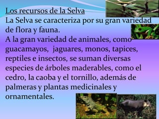 Los recursos de la Selva
La Selva se caracteriza por su gran variedad
de flora y fauna.
A la gran variedad de animales, como
guacamayos, jaguares, monos, tapices,
reptiles e insectos, se suman diversas
especies de árboles maderables, como el
cedro, la caoba y el tornillo, además de
palmeras y plantas medicinales y
ornamentales.
 
