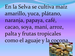En la Selva se cultiva maíz
amarillo, yuca, plátano,
naranja, papaya, café,
cacao, soya, maní, arroz,
palta y frutas tropicales
como el aguaje y la cocona.