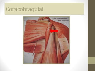 Coracobraquial
 