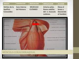 ORIGEN TERMINACION INERVACION IRRIGACION ACCION
Vértice de la
Apófisis
Coracoides
Cara interna
del Húmero
MUSCULO
CUTANEO
Arteria axilar.
Ramo satélite
del n. musculo
cutáneo.
Eleva el
brazo y
Desciende
el hombro
MÚSCULOCORACOBRAQUIAL
 