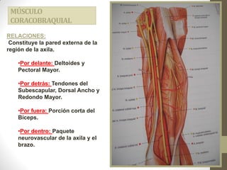 MÚSCULO
CORACOBRAQUIAL
RELACIONES:
Constituye la pared externa de la
región de la axila.
•Por delante: Deltoides y
Pectoral Mayor.
•Por detrás: Tendones del
Subescapular, Dorsal Ancho y
Redondo Mayor.
•Por fuera: Porción corta del
Bíceps.
•Por dentro: Paquete
neurovascular de la axila y el
brazo.
 
