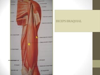 BICEPSBRAQUIAL
C
L
 