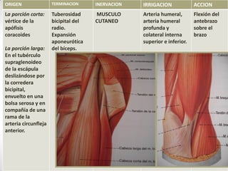 ORIGEN TERMINACION INERVACION IRRIGACION ACCION
La porción corta:
vértice de la
apófisis
coracoides
La porción larga:
En el tubérculo
supraglenoideo
de la escápula
deslizándose por
la corredera
bicipital,
envuelto en una
bolsa serosa y en
compañía de una
rama de la
arteria circunfleja
anterior.
Tuberosidad
bicipital del
radio.
Expansión
aponeurótica
del bíceps.
MUSCULO
CUTANEO
Arteria humeral,
arteria humeral
profunda y
colateral interna
superior e inferior.
Flexión del
antebrazo
sobre el
brazo
 