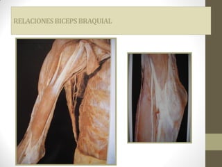 RELACIONESBICEPSBRAQUIAL
 