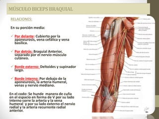 MÚSCULOBICEPSBRAQUIAL
RELACIONES:
En su porción media:
 Por delante: Cubierto por la
aponeurosis, vena cefálica y vena
basílica.
 Por detrás: Braquial Anterior,
separado por el nervio músculo
cutáneo.
 Borde externo: Deltoides y supinador
largo.
 Borde interno: Por debajo de la
aponeurosis, la arteria humeral,
venas y nervio mediano.
En el codo: Se hunde manera de cuña
en el espacio en forma de V por su lado
interno corre la arteria y la vena
humeral y por su lado externo el nervio
radial y la arteria recurrente radial
anterior.
 