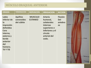 MÚSCULOBRAQUIALANTERIOR
ORIGEN TERMINACION INERVACION IRRIGACION ACCION
Labio
inferior de
la
impresión
deltoidea
Cara
interna,
externa y
borde
anterior
del
húmero.
TII Y TIE
Apófisis
coronoides
del cúbito
MUSCULO
CUTANEO
Arteria
humeral,
colaterales
internas
superiores e
inferiores y el
círculo
arterial del
codo.
Flexión
Del
antebra
zo
 