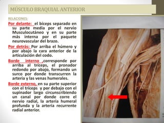 MÚSCULOBRAQUIALANTERIOR
RELACIONES:
Por delante: el bíceps separado en
su parte media por el nervio
Musculocutáneo y en su parte
más interna por el paquete
neurovascular del brazo.
Por detrás: Por arriba el húmero y
por abajo la cara anterior de la
articulación del codo.
Borde interno ,corresponde por
arriba al tríceps, el pronador
redondo por abajo, formando un
surco por donde transcurren la
arteria y las venas humerales.
Borde externo, en su parte superior
con el tríceps y por debajo con el
supinador largo circunscribiendo
un canal por donde corre el
nervio radial, la arteria humeral
profunda y la arteria recurrente
radial anterior.
 