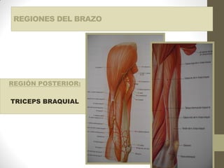 REGIONES DEL BRAZO
REGIÓN POSTERIOR:
TRICEPS BRAQUIAL
 