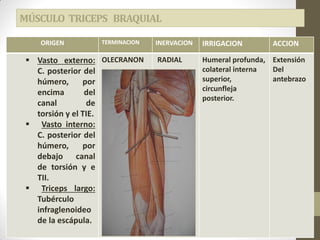 MÚSCULO TRICEPS BRAQUIAL
ORIGEN TERMINACION INERVACION IRRIGACION ACCION
 Vasto externo:
C. posterior del
húmero, por
encima del
canal de
torsión y el TIE.
 Vasto interno:
C. posterior del
húmero, por
debajo canal
de torsión y e
TII.
 Triceps largo:
Tubérculo
infraglenoideo
de la escápula.
OLECRANON RADIAL Humeral profunda,
colateral interna
superior,
circunfleja
posterior.
Extensión
Del
antebrazo
 