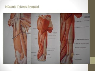 MúsculoTricepsBraquial
 