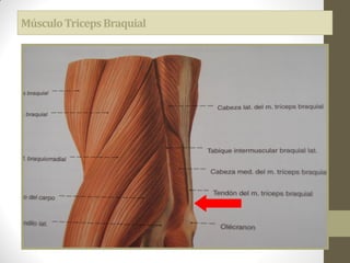 MúsculoTricepsBraquial
 