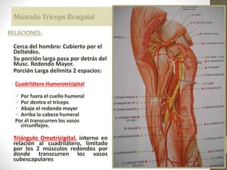 MúsculoTricepsBraquial
RELACIONES:
Cerca del hombro: Cubierto por el
Deltoides.
Su porción larga pasa por detrás del
Musc. Redondo Mayor.
Porción Larga delimita 2 espacios:
Cuadrilátero Humerotricipital
 Por fuera el cuello humeral
 Por dentro el tríceps
 Abajo el redondo mayor
 Arriba la cabeza humeral
Por él transcurren los vasos
circunflejos.
Triángulo Omotricipital, interno en
relación al cuadrilátero, limitado
por los 2 músculos redondos por
donde transcurren los vasos
subescapulares
 
