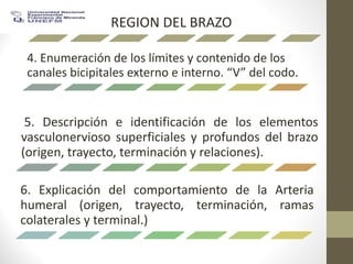 REGION DEL BRAZO
4. Enumeración de los límites y contenido de los
canales bicipitales externo e interno. “V” del codo.
5. Descripción e identificación de los elementos
vasculonervioso superficiales y profundos del brazo
(origen, trayecto, terminación y relaciones).
6. Explicación del comportamiento de la Arteria
humeral (origen, trayecto, terminación, ramas
colaterales y terminal.)
 