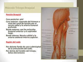 MúsculoTricepsBraquial
Porción Braquial
Cara posterior: piel
Cara anterior: separada del húmero a
nivel del canal de torsión por el
nervio radial y la arteria humeral
profunda
Borde externo: con los músculos
braquial anterior y el supinador
largo.
Borde interno: Nervio cubital y la
arteria colateral interna superior.
Región del codo
Por delante fondo de saco subtricipital
de la articulación del codo.
Por detrás del tendón del tríceps,
bolsa olecraneana
 