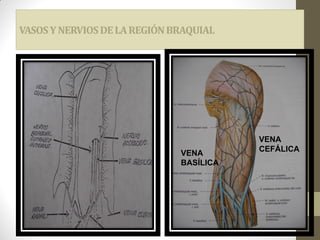 VASOS YNERVIOSDELAREGIÓNBRAQUIAL
VENA
CEFÁLICA
VENA
BASÍLICA
 