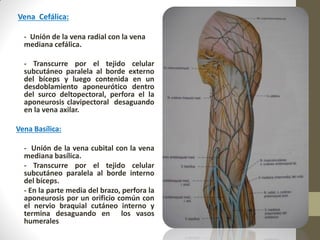 Vena Cefálica:
- Unión de la vena radial con la vena
mediana cefálica.
- Transcurre por el tejido celular
subcutáneo paralela al borde externo
del bíceps y luego contenida en un
desdoblamiento aponeurótico dentro
del surco deltopectoral, perfora el la
aponeurosis clavipectoral desaguando
en la vena axilar.
Vena Basílica:
- Unión de la vena cubital con la vena
mediana basílica.
- Transcurre por el tejido celular
subcutáneo paralela al borde interno
del bíceps.
- En la parte media del brazo, perfora la
aponeurosis por un orificio común con
el nervio braquial cutáneo interno y
termina desaguando en los vasos
humerales
 