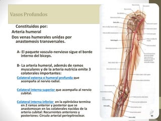 VasosProfundos
Constituidos por:
Arteria humeral
Dos venas humerales unidas por
anastomosis transversales.
A- El paquete vasculo-nervioso sigue el borde
interno del biceps.
B- La arteria humeral, además de ramos
musculares y de la arteria nutricia emite 3
colaterales importantes:
Colateral externa o humeral profunda que
acompaña al nervio radial.
Colateral interna superior que acompaña al nervio
cubital.
Colateral interna inferior en la epitróclea termina
en 2 ramas anterior y posterior que se
anastomosan en las colaterales nacidas de la
arteria cubital: Recurrentes anteriores y
posteriores: Círculo arterial periepitroclear.
 