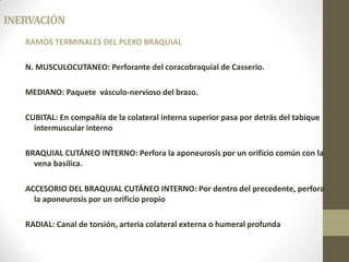 INERVACIÓN
RAMOS TERMINALES DEL PLEXO BRAQUIAL
N. MUSCULOCUTANEO: Perforante del coracobraquial de Casserio.
MEDIANO: Paquete vásculo-nervioso del brazo.
CUBITAL: En compañía de la colateral interna superior pasa por detrás del tabique
intermuscular interno
BRAQUIAL CUTÁNEO INTERNO: Perfora la aponeurosis por un orificio común con la
vena basílica.
ACCESORIO DEL BRAQUIAL CUTÁNEO INTERNO: Por dentro del precedente, perfora
la aponeurosis por un orificio propio
RADIAL: Canal de torsión, arteria colateral externa o humeral profunda
 