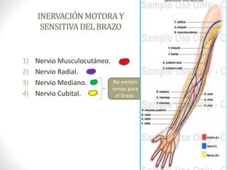 INERVACIÓNMOTORAY
SENSITIVADELBRAZO
1) Nervio Musculocutáneo.
2) Nervio Radial.
3) Nervio Mediano.
4) Nervio Cubital.
No emiten
ramas para
el Brazo.
 