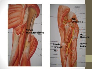 Nervio
Musculocutáneo
Nervio
Radial
Art.
Humeral
Arteria
Humeral
Prof
Art.
Circunfleja
 