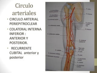 Circulo
arteriales
• CIRCULO ARTERIAL
PERIEPITROCLEAR
• COLATERAL INTERNA
INFERIOR :
ANTERIOR Y
POSTERIOR.
• RECURRENTE
CUBITAL anterior y
posterior
 