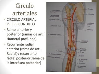 Circulo
arteriales
• CIRCULO ARTERIAL
PERIEPICONDILEO
• Ramo anterior y
posterior (ramas de art.
Humeral profunda)
• Recurrente radial
anterior (rama de art.
Radial)y recurrente
radial posterior(rama de
la interósea posterior)
 