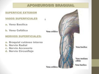 SUPERFICIE EXTERIOR
VASOS SUPERFICIALES
a. Vena Basílica
b. Vena Cefálica
NERVIOS SUPERFICIALES:
a. Braquial cutáneo interno
b. Nervio Radial
c. Nervio Accesorio
d. Nervio Circunflejo
APONEUROSIS BRAQUIAL
 