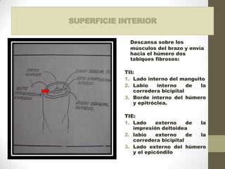 SUPERFICIE INTERIOR
Descansa sobre los
músculos del brazo y envía
hacia el húmero dos
tabiques fibrosos:
TII:
1. Lado interno del manguito
2. Labio interno de la
corredera bicipital
3. Borde interno del húmero
y epitróclea.
TIE:
1. Lado externo de la
impresión deltoidea
2. labio externo de la
corredera bicipital
3. Lado externo del húmero
y el epicóndilo
 