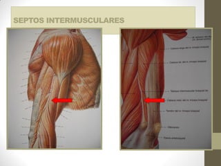 SEPTOS INTERMUSCULARES
 