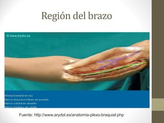 Región del brazo
Fuente: http://www.arydol.es/anatomia-plexo-braquial.php
 