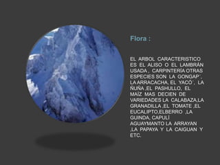 Flora :
EL ARBOL CARACTERISTICO
ES EL ALISO O EL LAMBRÁN
USADA , CARPINTERÍA OTRAS
ESPECIES SON LA GONGAP´,
LA ARRACACHA, EL YACÓ´, LA
ÑUÑA ,EL PASHULLO, EL
MAÍZ MAS DECIEN DE
VARIEDADES LA CALABAZA,LA
GRANADILLA ,EL TOMATE ,EL
EUCALIPTO,ELBERRO ,LA
GUINDA, CAPULÍ
AGUAYMANTO LA ARRAYAN
,LA PAPAYA Y LA CAIGUAN Y
ETC.

 