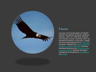 Fauna:
Las aves son el zorzal gratis y el huipcho
tambíen hay palomas, gorriones gavilanes
perdices entre los mamíferos tenemos
a los venados pumas viscachas entre los
domesticos tenemos la vaca burro caballo
Las aves características son el zorzal gris y
el huipcho. También hay palomas, jilgueros,
gorriones, gavilanes y perdices. Entre los
mamíferos tenemos a los venados, pumas,
zorros y vizcachas. Entre los mamíferos
domésticos se encuentran la vaca, el burro
y el caballo..

 