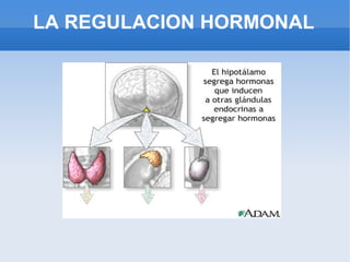 LA REGULACION HORMONAL 