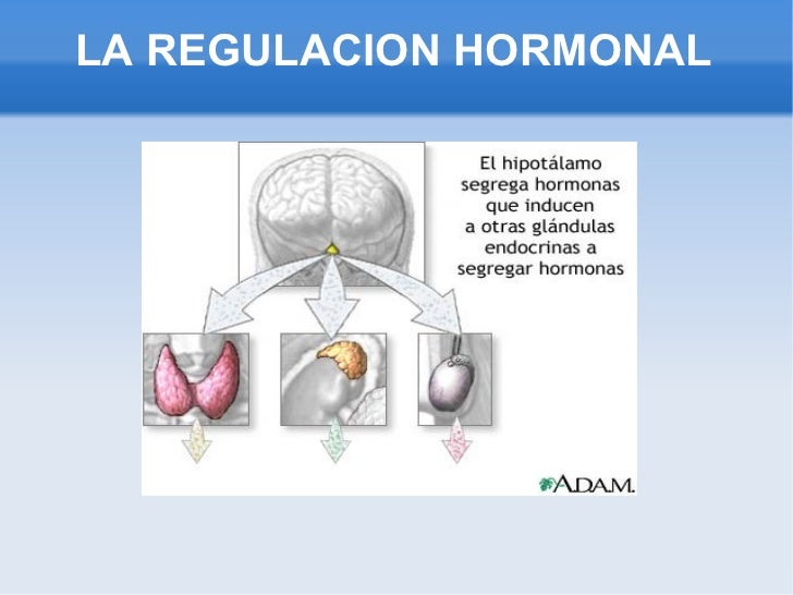 La regulacion hormonal La regulacion hormonal
