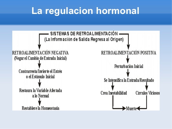 La regulacion hormonal La regulacion hormonal