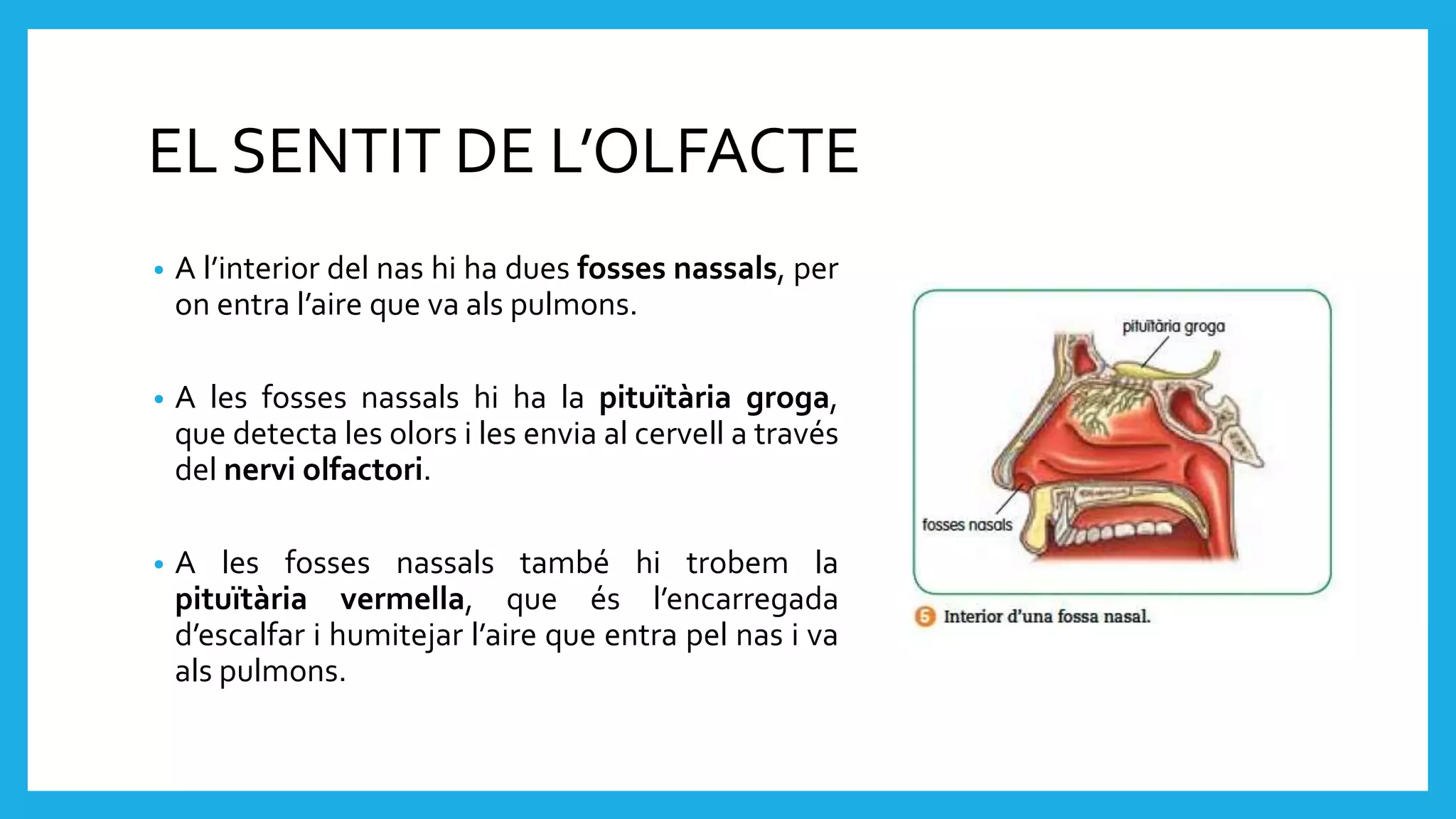EL SENTIT DE L’OLFACTE
• A l’interior del nas hi ha dues fosses nassals, per
on entra l’aire que va als pulmons.
• A les fosses nassals hi ha la pituïtària groga,
que detecta les olors i les envia al cervell a través
del nervi olfactori.
• A les fosses nassals també hi trobem la
pituïtària vermella, que és l’encarregada
d’escalfar i humitejar l’aire que entra pel nas i va
als pulmons.
 