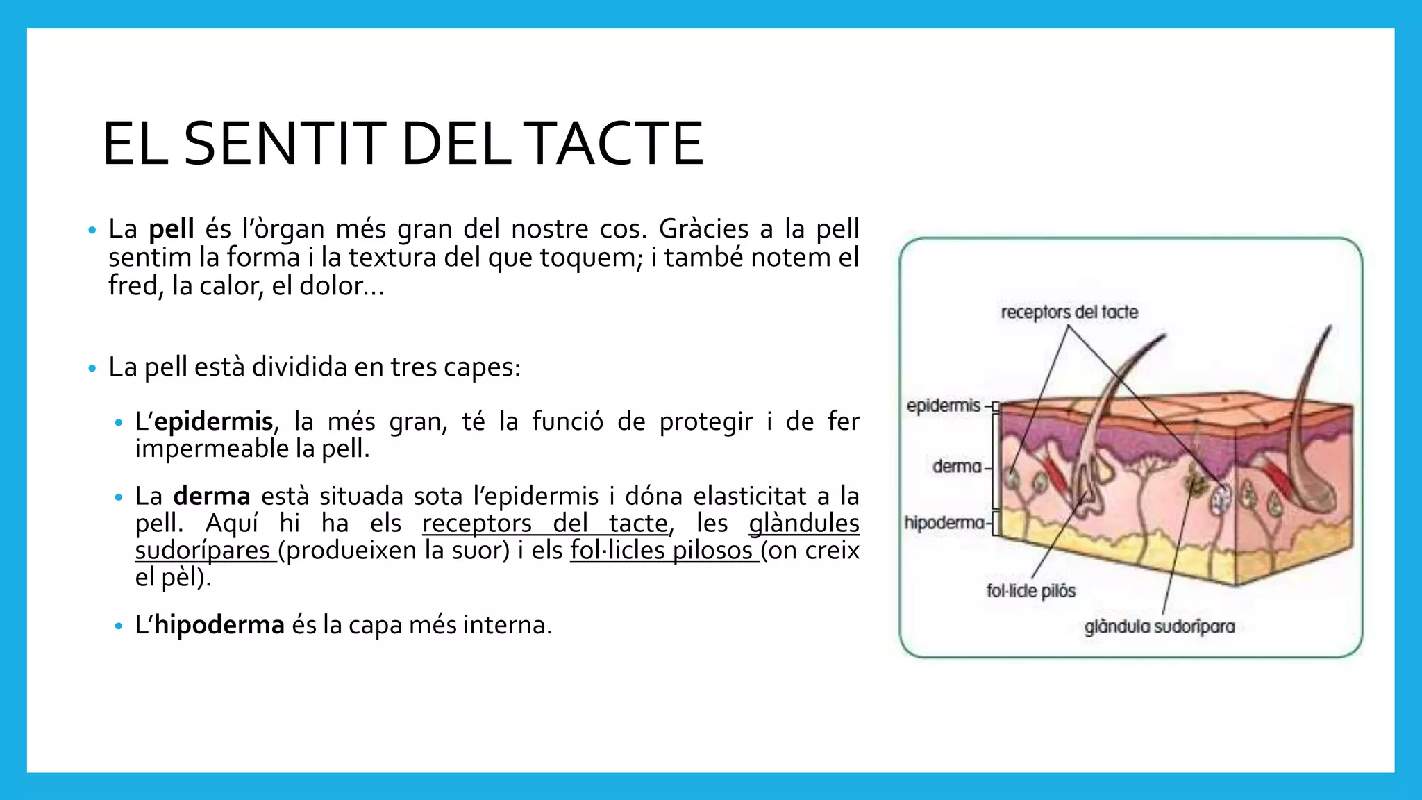 EL SENTIT DELTACTE
• La pell és l’òrgan més gran del nostre cos. Gràcies a la pell
sentim la forma i la textura del que toquem; i també notem el
fred, la calor, el dolor...
• La pell està dividida en tres capes:
• L’epidermis, la més gran, té la funció de protegir i de fer
impermeable la pell.
• La derma està situada sota l’epidermis i dóna elasticitat a la
pell. Aquí hi ha els receptors del tacte, les glàndules
sudorípares (produeixen la suor) i els fol·licles pilosos (on creix
el pèl).
• L’hipoderma és la capa més interna.
 