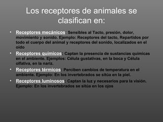 Los receptores de animales se
               clasifican en:
• Receptores mecánicos: Sensibles al Tacto, presión, dolor,
  movimiento y sonido. Ejemplo: Receptores del tacto, Repartidos por
  todo el cuerpo del animal y receptores del sonido, localizados en el
  oído
• Receptores químicos: Captan la presencia de sustancias químicas
  en el ambiente. Ejemplos: Célula gustativas, en la boca y Célula
  olfativa, en la nariz.
• Receptores térmicos: Perciben cambios de temperatura en el
  ambiente. Ejemplo: En los invertebrados se sitúa en la piel.
• Receptores luminosos: Captan la luz y necesarios para la visión.
  Ejemplo: En los invertebrados se sitúa en los ojos
 