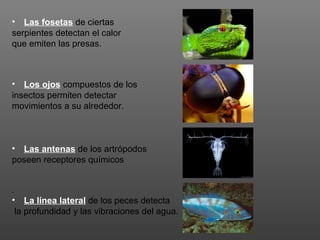 • Las fosetas de ciertas
serpientes detectan el calor
que emiten las presas.



• Los ojos compuestos de los
insectos permiten detectar
movimientos a su alrededor.



• Las antenas de los artrópodos
poseen receptores químicos


.
• La línea lateral de los peces detecta
 la profundidad y las vibraciones del agua.
 