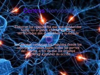 Centros Nerviosos

Elaboran las respuestas que son conducidas
    hasta los órganos efectores. En los
  vertebrados son el encéfalo y la médula
                  espinal.

Los nervios conducen los impulsos desde los
 centros nerviosos hasta todas las partes
    del cuerpo, a fin de que los órganos
       efectores ejecuten su acción.
 