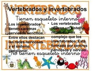 Vertebrados y invertebrados

• Los invertebrados    • Los vertebrados
  tienen sistemas        poseen un sistema
  nerviosos sencillos.   nervioso màs
  Entre ellos destacan   complejo que los
  las redes nerviosas    invertebrados. Està
  y el sistema           formado por centros
  ganglionar.            nerviosos y nervios.
 