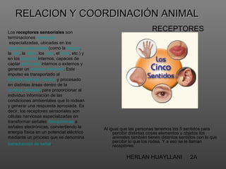 RELACION Y COORDINACIÓN ANIMAL
Los receptores sensoriales son
                                                                        RECEPTORES
terminaciones nerviosas
 especializadas, ubicadas en los
órganos sensoriales (como la lengua,
la piel, la nariz, los ojos, el oído, etc.) y
en los órganos internos, capaces de
captar estímulos internos o externos y
generar un impulso nervioso. Este
impulso es transportado al
sistema nervioso central y procesado
en distintas áreas dentro de la
corteza cerebral, para proporcionar al
individuo información de las
condiciones ambientales que lo rodean
y generar una respuesta apropiada. Es
decir, los receptores sensoriales son
células nerviosas especializadas en
transformar señales fisioquímicas a
señales electrónicas, conviertiendo la          Al igual que las personas tenemos los 5 sentidos para
energía física en un potencial eléctrico             percibir distintas cosas elementos u objetos los
mediante un proceso que se denomina                  animales también tienen distintos sentidos con lo que
                                                     percibir lo que los rodea. Y a eso se le llaman
transducción de señal.                               receptores.

                                                           HERLAN HUAYLLANI                 2A
 