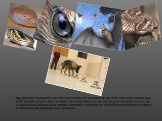•   Hay distintos receptores o sentidos sensoriales los animales tienen unos mas desarrollados que
    otros ejemplo: el perro tiene el olfato mas desarrollado por el cual se guía mediante olores y es
    un animal muy utilizado para rastrear personas o animales por el fácil reconocimiento de olores o
    aromas tanto de personas como animales
 