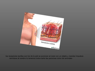 los receptores tactiles son los de la piel se accionan al rozar con un objeto y mandan impulsos
     nerviosos al cerebro lo tenemos todos tanto las personas como los animales
 