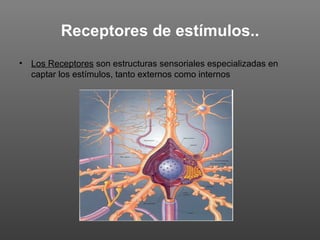 Receptores de estímulos..
• Los Receptores son estructuras sensoriales especializadas en
  captar los estímulos, tanto externos como internos
 