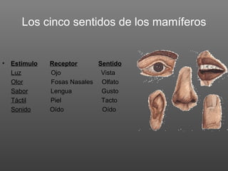 Los cinco sentidos de los mamíferos


•   Estimulo   Receptor      Sentido
    Luz        Ojo            Vista
    Olor       Fosas Nasales Olfato
    Sabor      Lengua         Gusto
    Táctil     Piel           Tacto
    Sonido     Oído           Oído
 