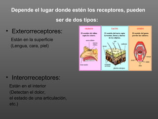 Depende el lugar donde estén los receptores, pueden
                          ser de dos tipos:

• Exterorreceptores:
 Están en la superficie
 (Lengua, cara, piel)




• Interorreceptores:
 Están en el interior
 (Detectan el dolor,
 el estado de una articulación,
 etc.)
 