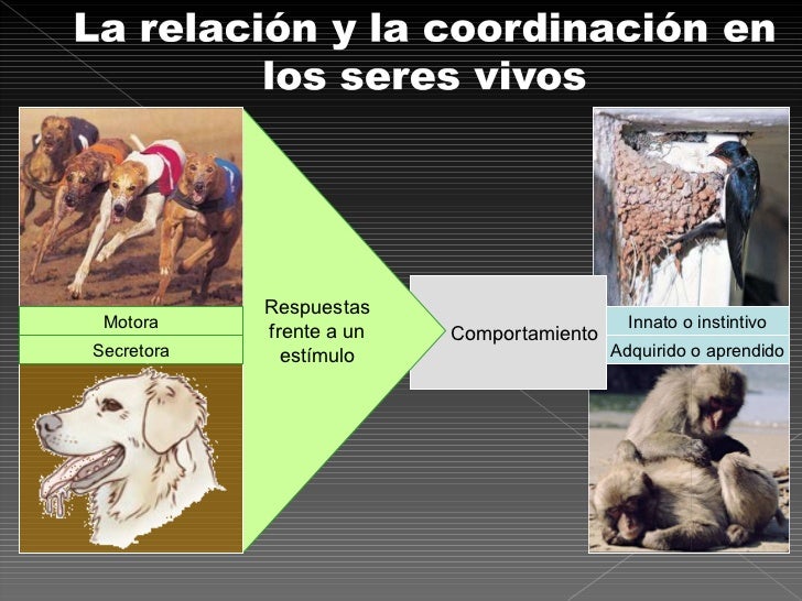 La relacion en animales